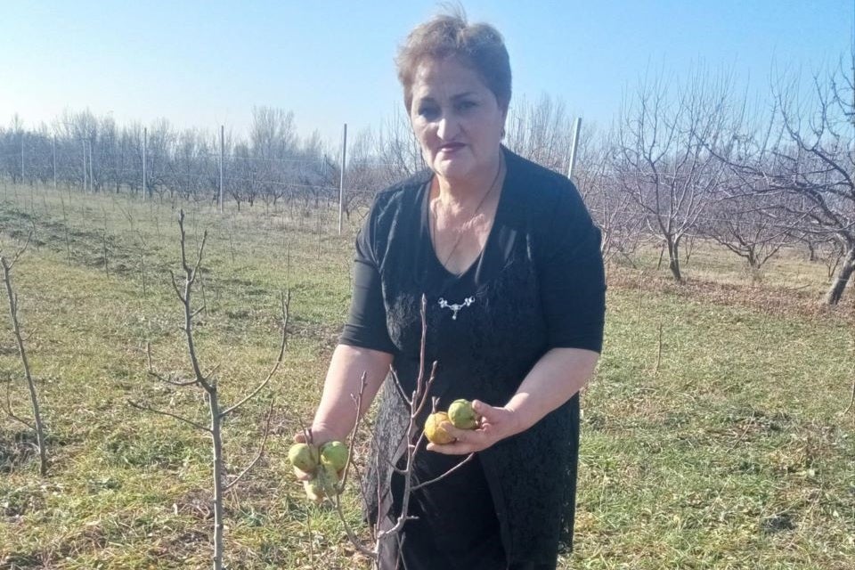 Lia Mikeladze, a resident of the village of Koshka in the Gori Municipality, in the pear orchard she planted herself. Photo: Lia’s personal archive