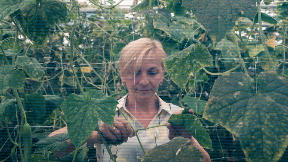 ქეთი თომეიშვილი საკუთარ სათბურში მუშაობს. ფოტო: გაეროს ქალთა ორგანიზაცია/თაკო რობაქიძე