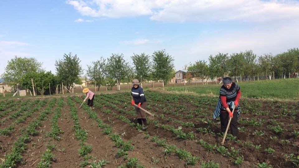 Naira Paqsadze, together with other women, weeding the crop to support the hospitalized family's source of income. Photo: UN Women/Naira Paqsadze